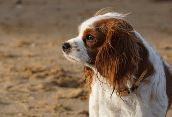 dog on sandy beach