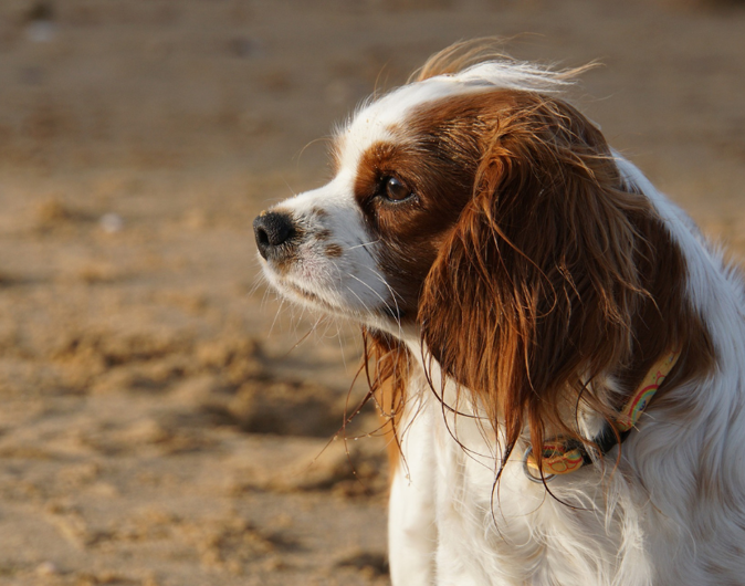 dog on sandy beach