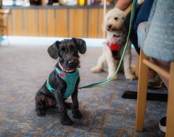 Dog friendly venue