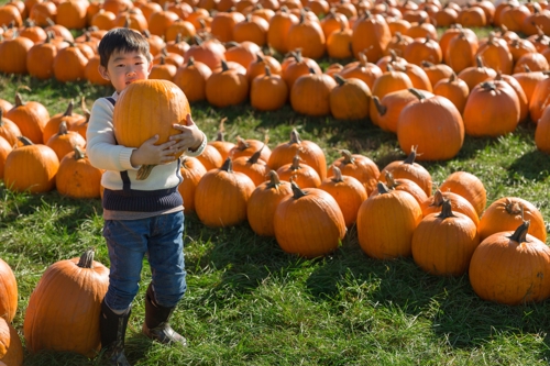 Small child holding a pumpkin in a field of pumpkins