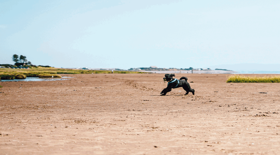Dog running on Powfoot Beach