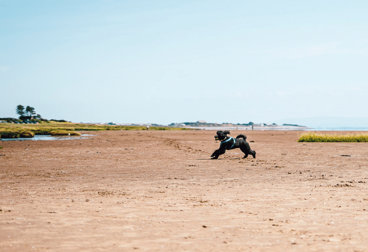 Dog running on Powfoot Beach