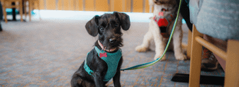 Dog Friendly Accommodation