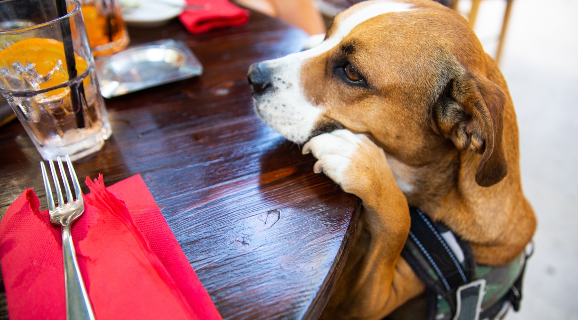 Dog in a pub
