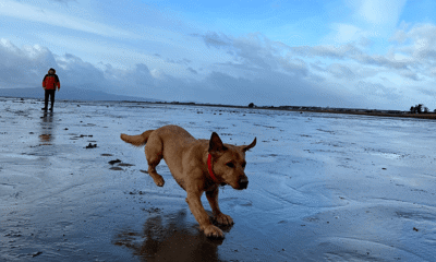 Dog running on beach