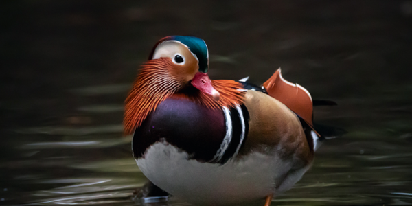 Tufted duck, Hocking Photography