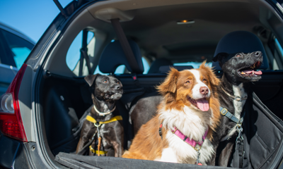 3 dogs looking out of car
