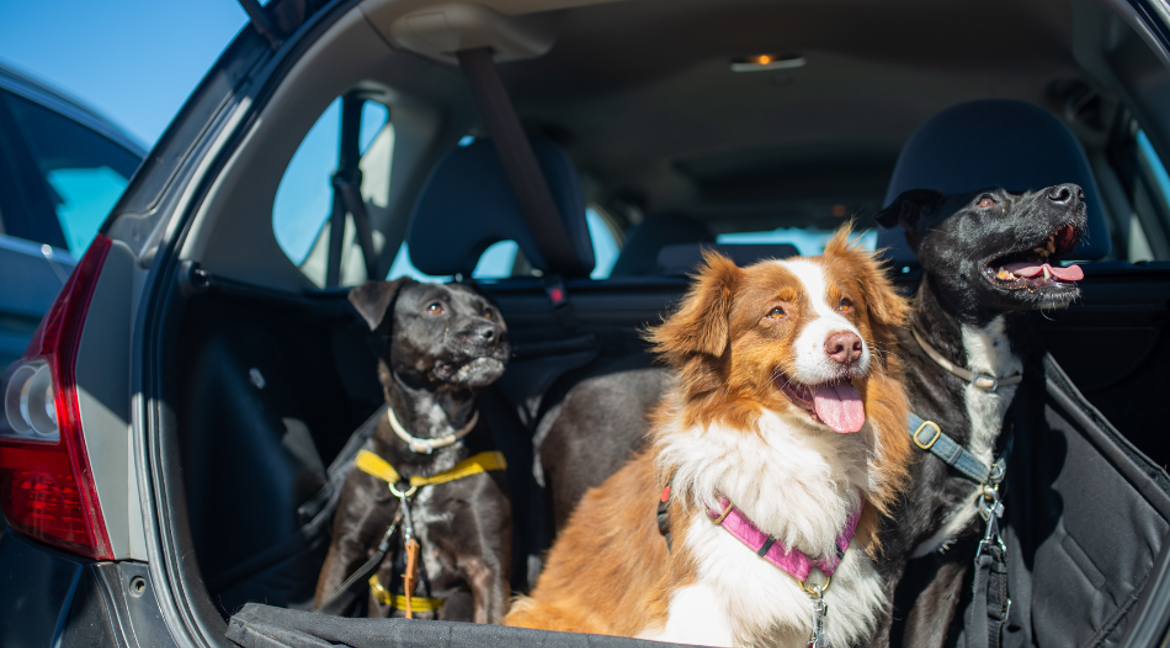 3 dogs looking out of car