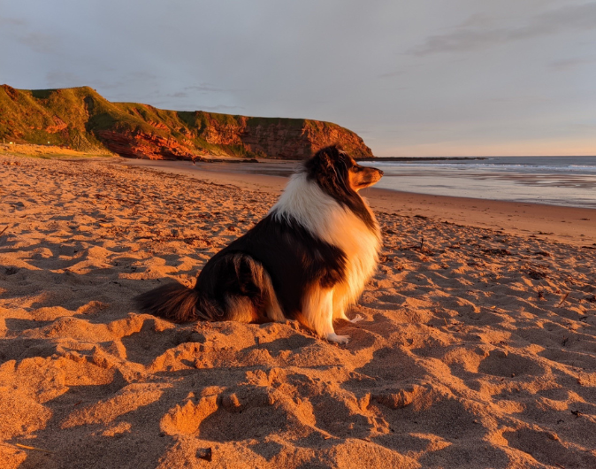 Dog at Pease Bay