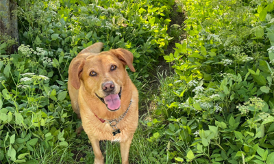 Dog in grass