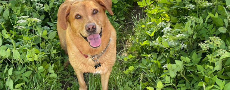 Dog in grass