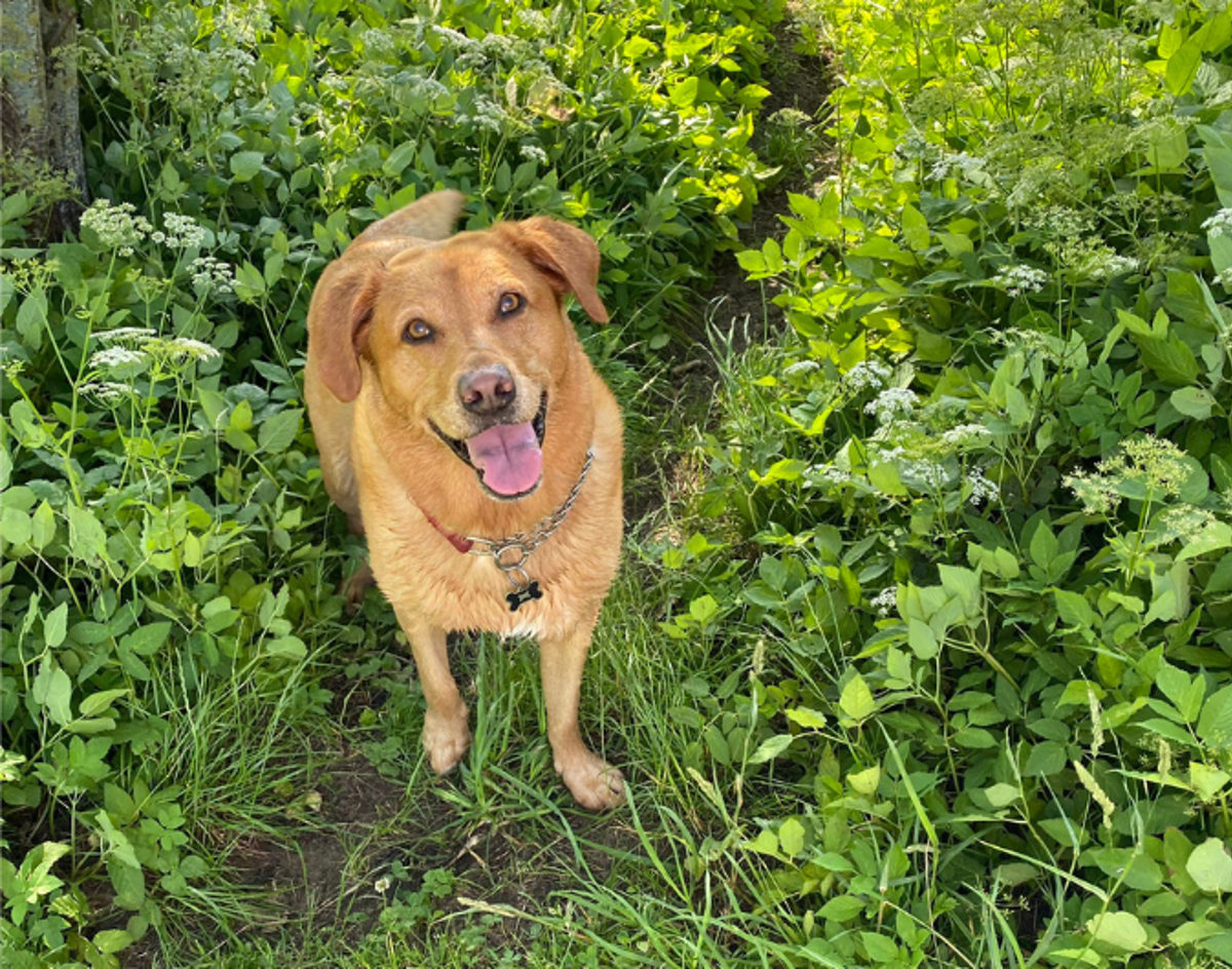 Dog in grass