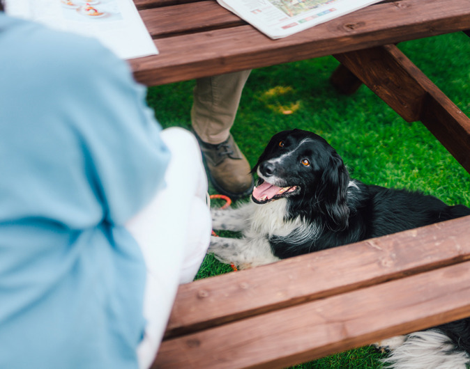 Dog at Scoutscroft