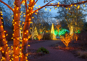 Lights wrapped around trees around a footpath for festive breaks