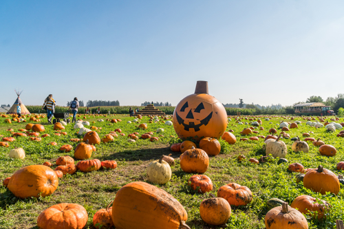pumpkin with spooky face in a field of pumpkins with people picking them
