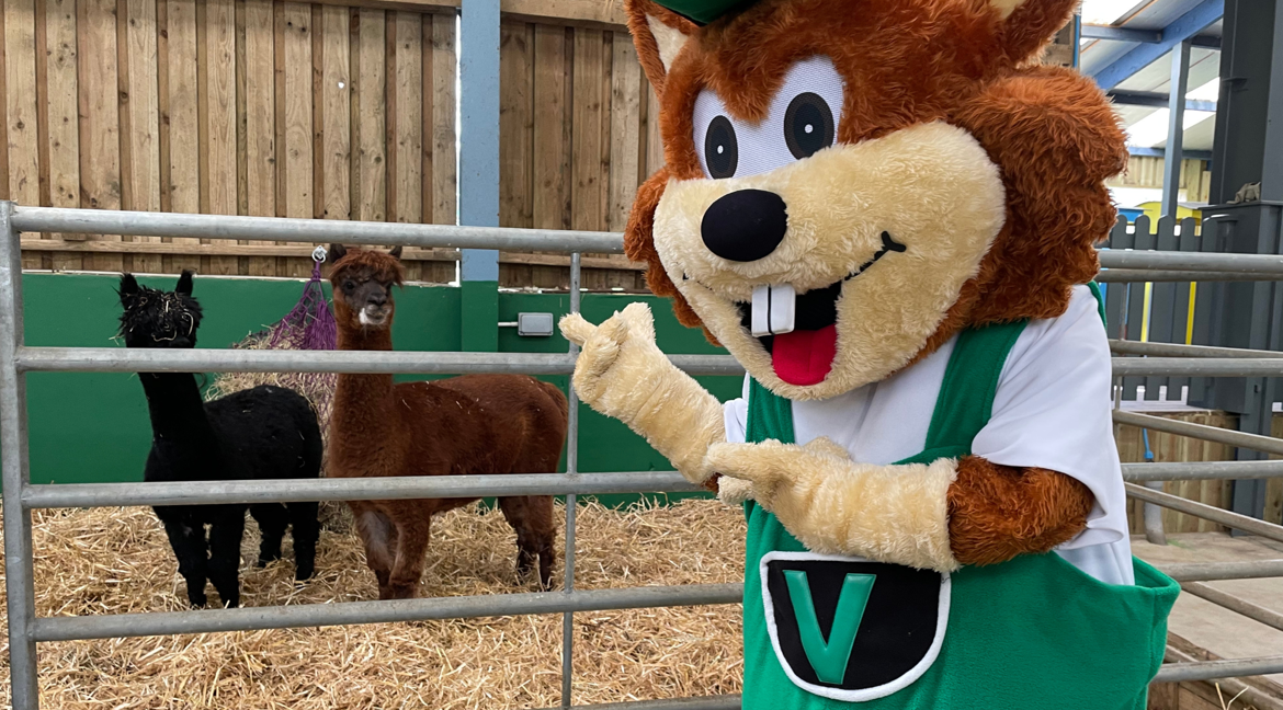 Vinnie at The Big Sheep