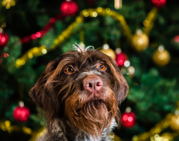 Pet friendly festive breaks