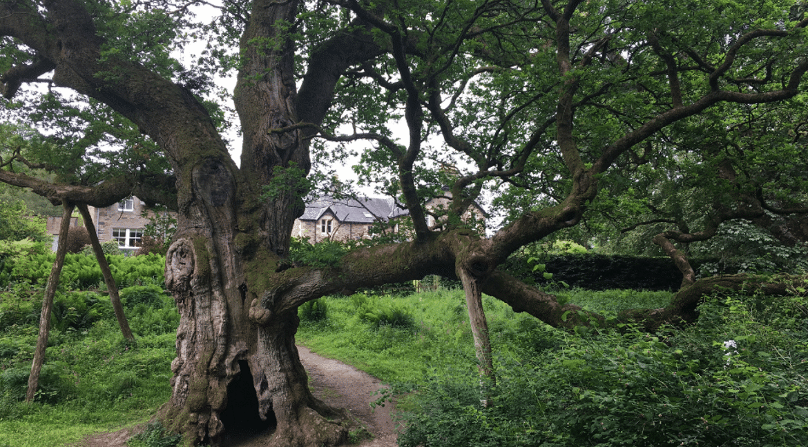 Birnam Path walk