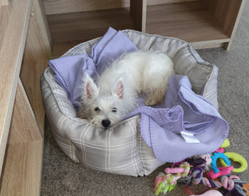 Pooch approved holidays