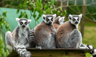 Ringtail Lemur at Exmoor Zoo