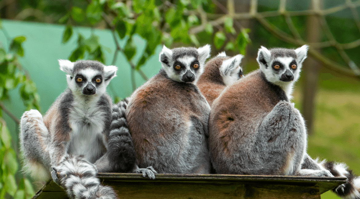 Ringtail Lemur at Exmoor Zoo