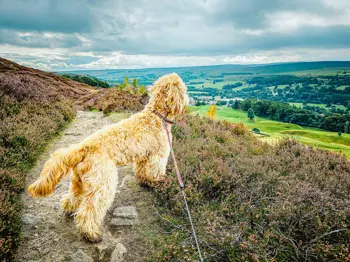 Dog Walks