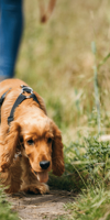 Dog walking in grass