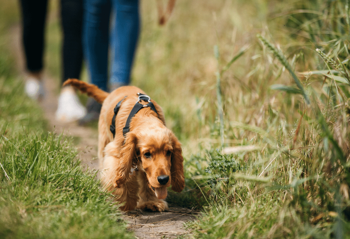 Dog walking in grass