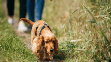 Dog walking in grass